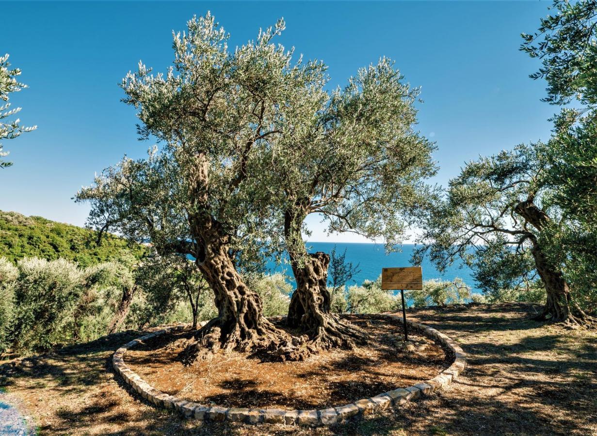 Holiday Park Olive Tree Ulcinj Zewnętrze zdjęcie
